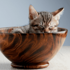 Gray kitten dozing inside a brown wooden bowl