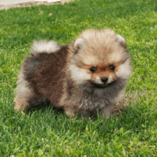 Brownish Pomeranian in a yard
