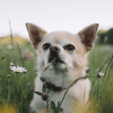 Cream colored Chihuahua on a grassy field
