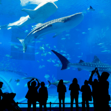 Underwater aquarium with blue water and people looking up