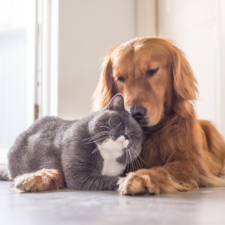 Brown hairy dog breed and gray cat snuggling together on the floor