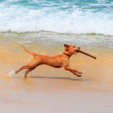 Brown adult dog running on a shoreline biting on a stick