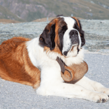 Brown and white patch furry st. bernard dog sitting on snow