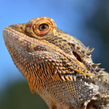 Side image of an orangey bearded dragon