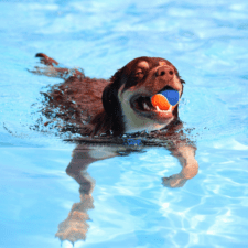 Brown dog swimming on the pool with aball on its mouth