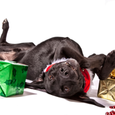 Black dog playing with green and gold gift boxes