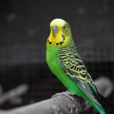Green Budgie Bird