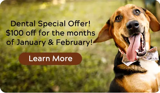 Dental Special Offer! $100 off for the months of January & February! 