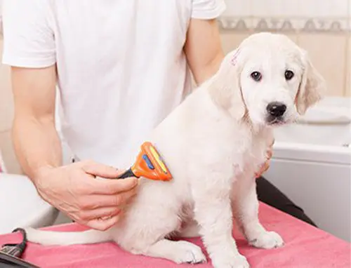 Grooming