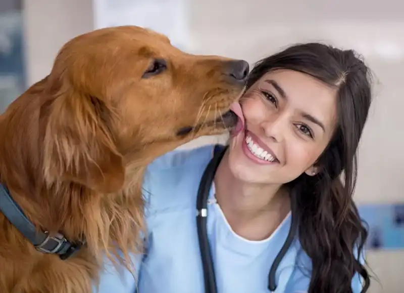 Golden retriever giving a veterinarian a kiss on the cheek.