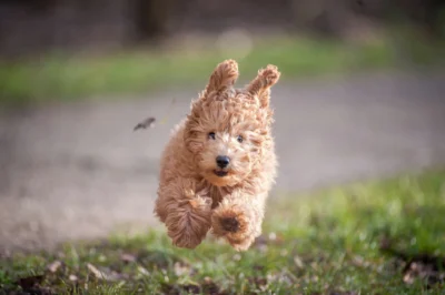 A fluffy, apricot-colored poodle puppy leaping through the air over a grassy field with its ears flying upward.