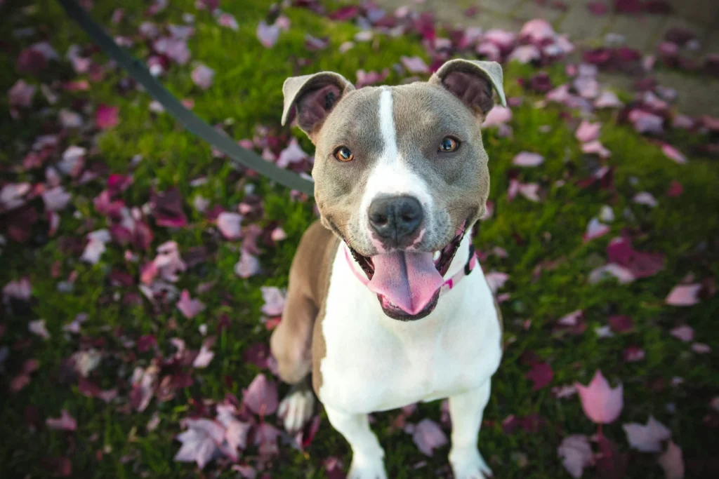 A smiling grey and white pit bull mix sits on a lawn scattered with purple leaves.