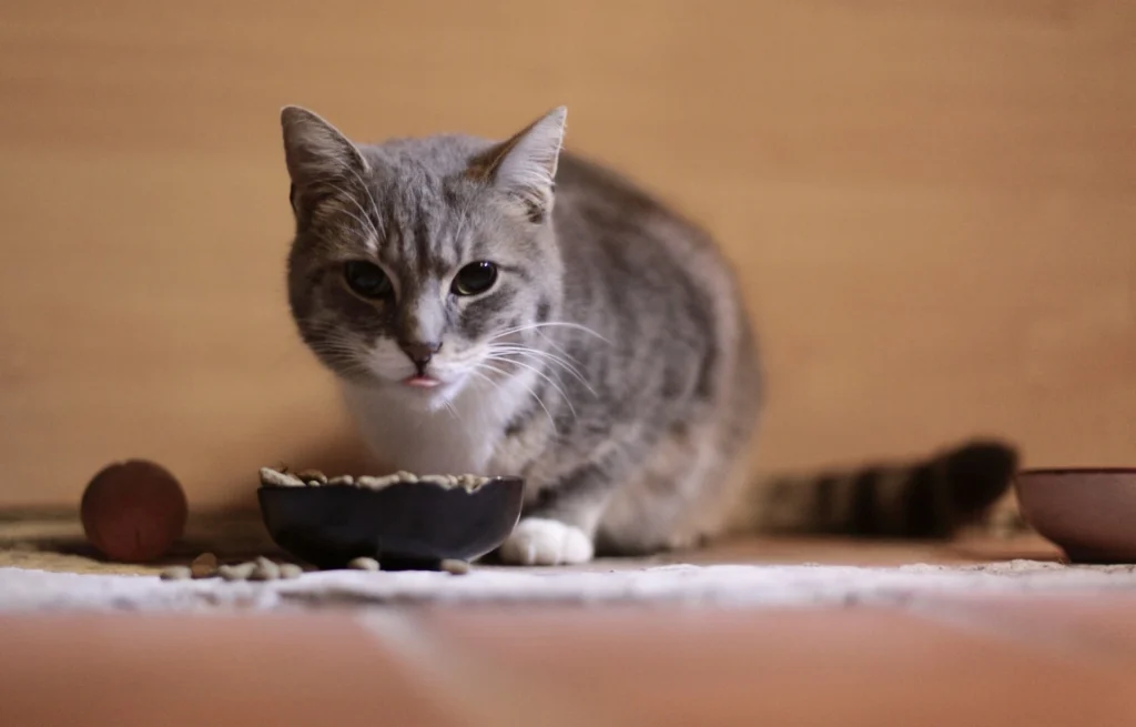 A grey and white tabby cat crouches behind a small bowl of food.