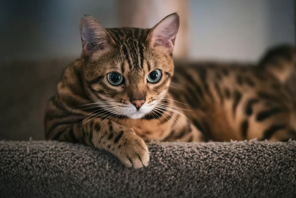 A close-up of a Bengal cat with striking green eyes and leopard-like spots, resting its paw on a carpeted surface.