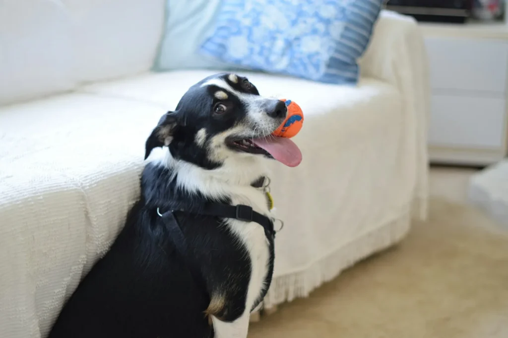 A black and white dog sits indoors by a white sofa, holding an orange and blue ball in its mouth .