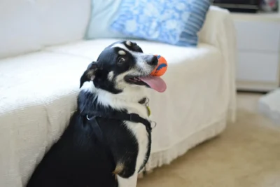 A black and white dog sits indoors by a white sofa, holding an orange and blue ball in its mouth .