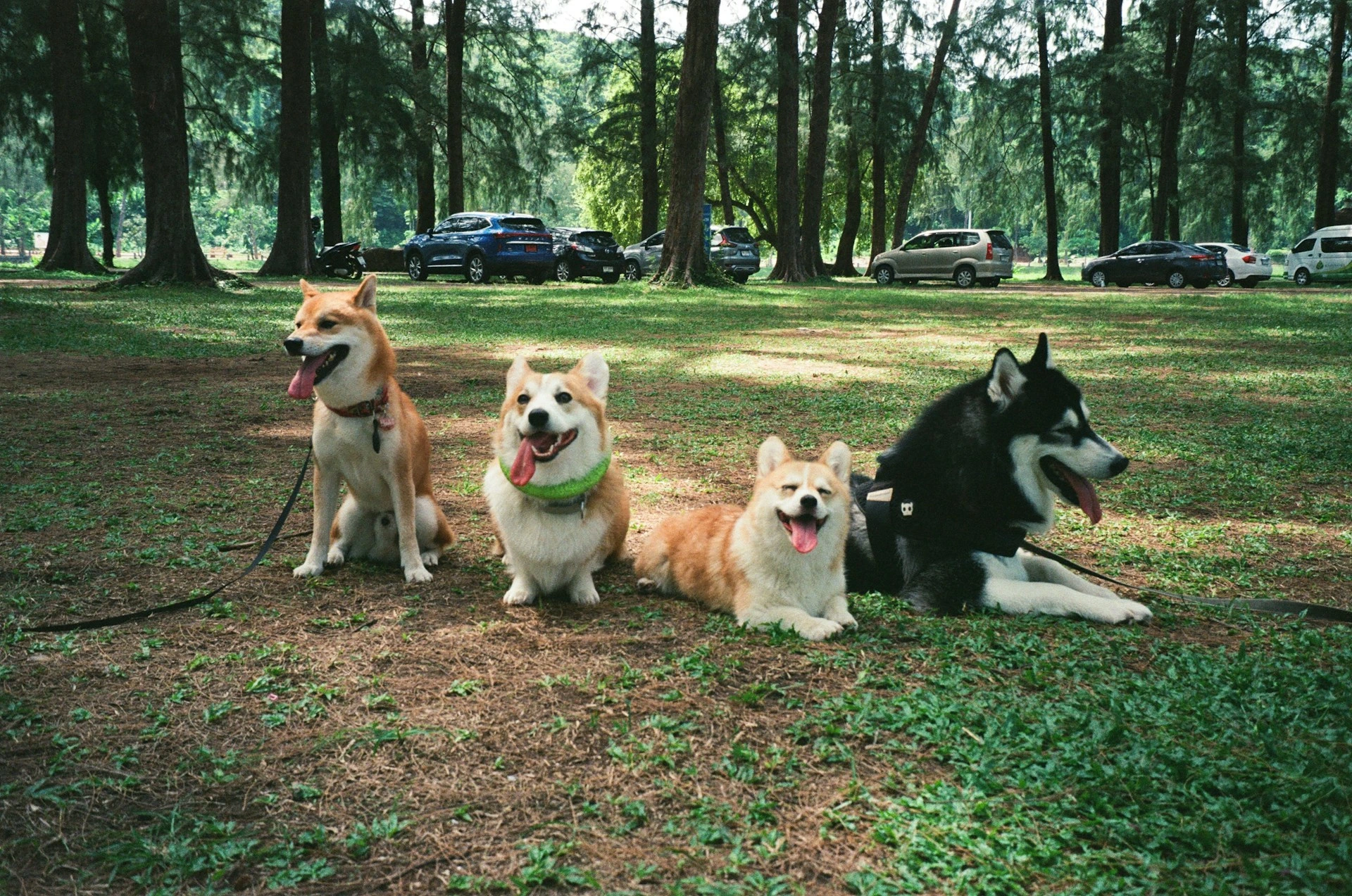 Four dog sit and lie together on a grassy field in a park.